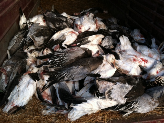snowgeese pile